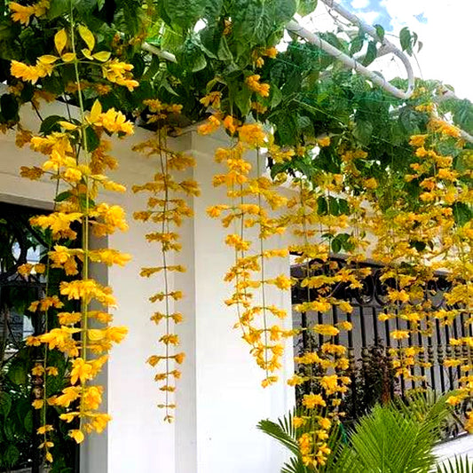 5 Flowering Combo 695/- Golden cascade, Wynorg Trumpet Vine,  Cats claw, ,Yesterday today, Manimulla in Poly bags