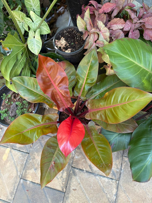 prince of orange XXL INDOOR FOLIAGE PLANT