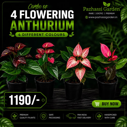 4 FLOWERING ANTHURIUMS WITH FLOWERS (CHOLCLET ,PINK,LILLY RED,MIXED COLOUR) ) ONAM OFFER