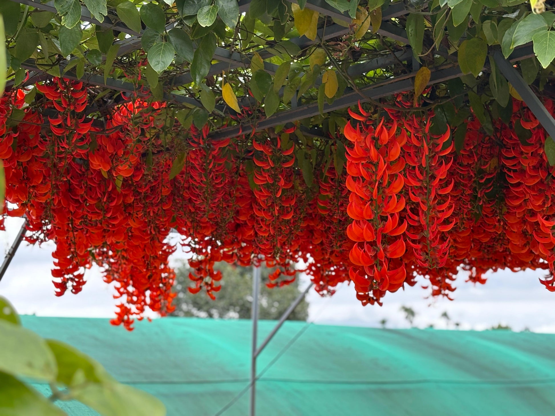 buy jade vine plant RED Jade Vine (Well rooted Plant) in poly bag – pazhassigarden