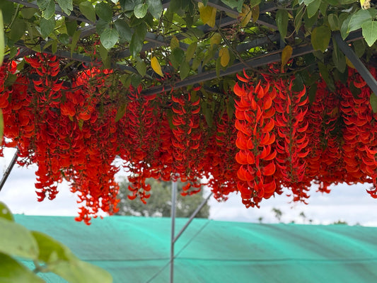 RED Jade Vine (Well rooted Plant) in poly bag
