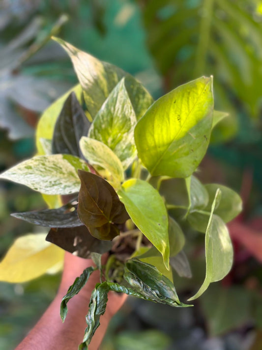 6 POTHOS /MONEY PLANTS SUPER COMBO 349/- IN NET POTS/JIFFY BAG