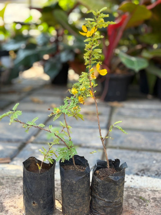 Cassia Biflora pack of two in poly bag