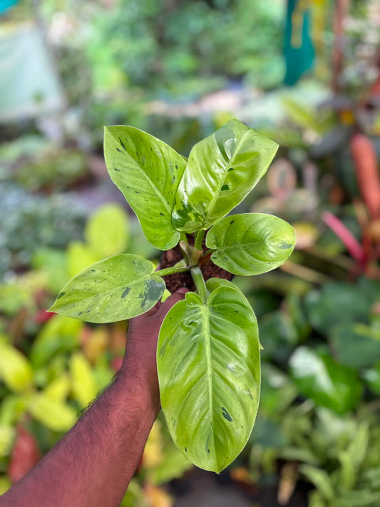 malinonni verigated Philodendron in 3 inch Pot