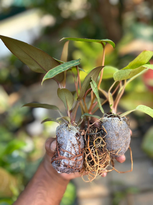 PHILODENDRON SUPER COMBO 3 PLANTS-389/-
