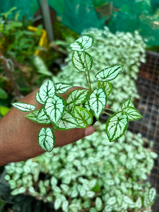caladium hanging type miniature white pack of 3 in net pot