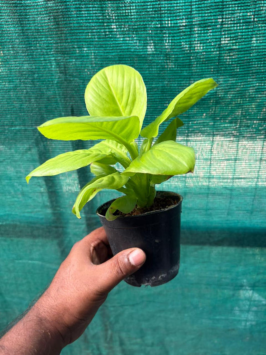 GOLDEN PEACELILLY 9SPATHIPHYLUM GOLD)