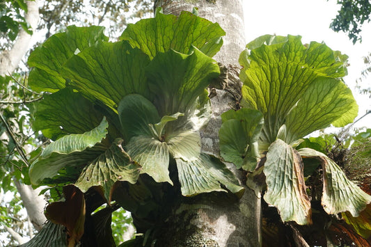 GIANT STAGHORN FERN PLATYCERIUM ELEPHANTOTIS STAGHORN FERN SMALL PLANT IN 4" POT
