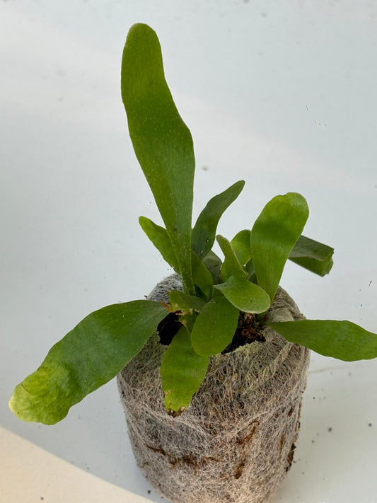 STAG HORNFERN IN JIFFY BAG