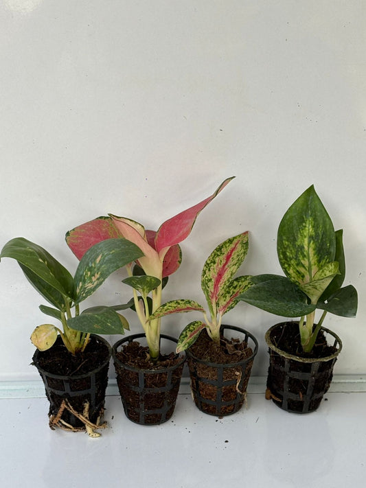 4 AGLONEMA  5-8 CM SEEDLINGS COMBO 494/-  COCHIN ESCADE ,CHINA RED,PINK BANANA,FIRE RED IN NET POT
