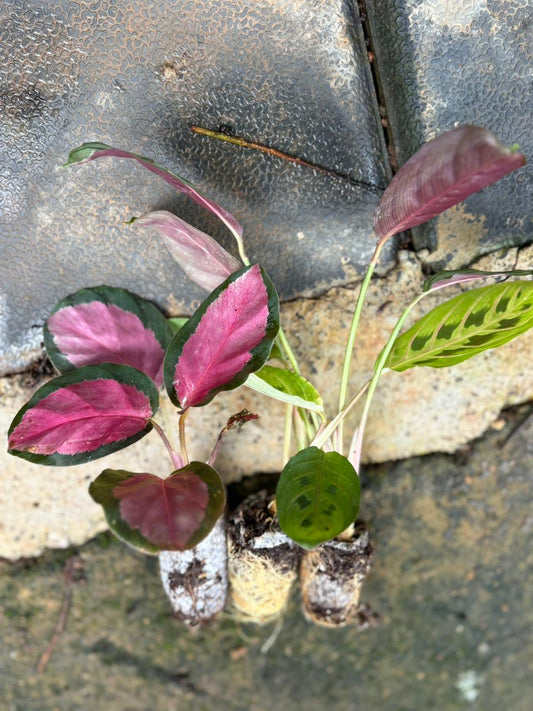 COMBO OF 3 Calathea 445/- IN PAPER BAG