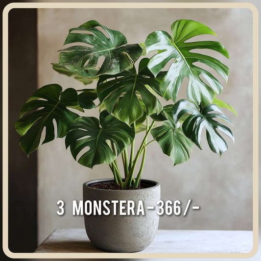 MONSTERA COMBO 366 /- MONSTERA DELICIOUSA 3   PLANTS IN JIFFY BAGS