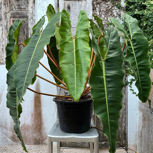 Billietiae Philodendron Super Combo 3 Plants-333/-