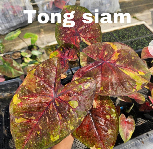 Thai Dwarf Caladium TONG SIAM Sprouted Bulb in paper bag