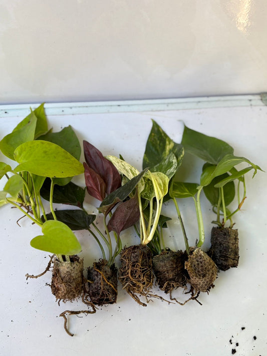 6 POTHOS /MONEY PLANTS SUPER COMBO 349/- IN NET POTS/JIFFY BAG