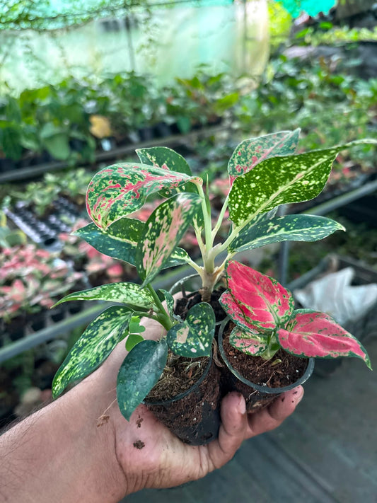 3 AGLONEMA  5-8 CM SEEDLINGS COMBO 389  IN NET POT