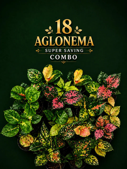 18 AGLONEMA ONAM SUPER SAVING COMBO 2299