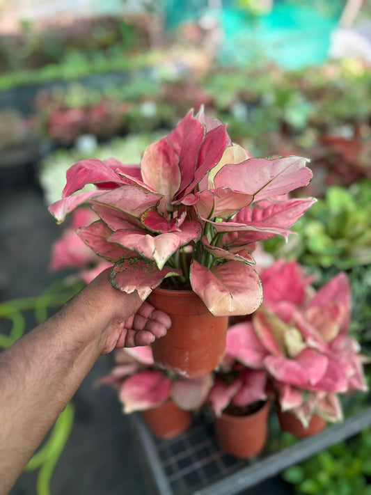 AGLONEMA AUSPICIOUS RED  BUSHY  POT