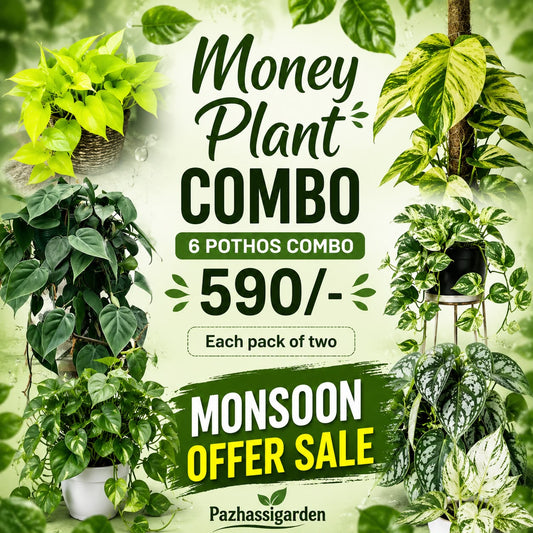 6 POTHOS set of 2 each /MONEY PLANTS SUPER COMBO 590/- IN NET POTS/JIFFY BAG