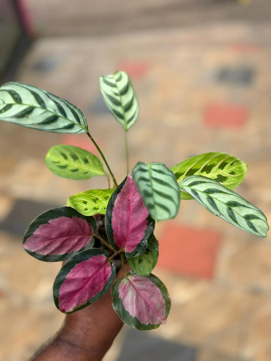 COMBO OF 3 Calathea 445/- IN PAPER BAG