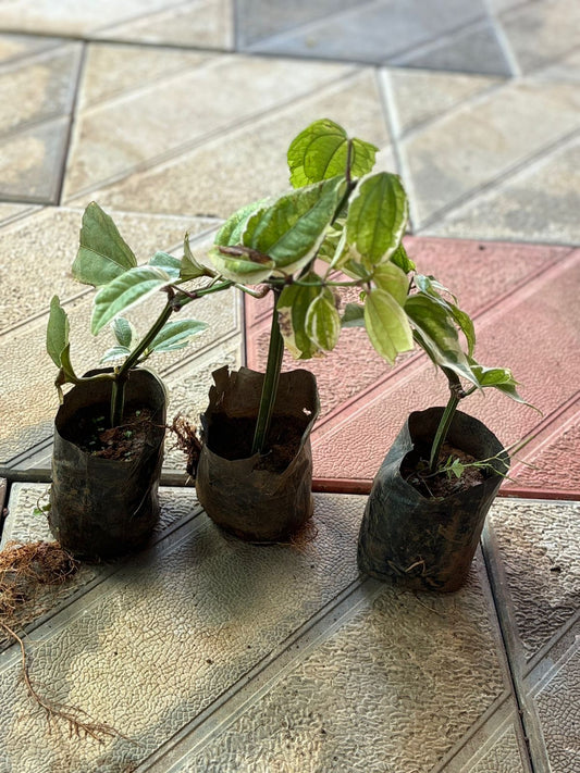 combo of 3 thunbergia verigated blue in poly bag