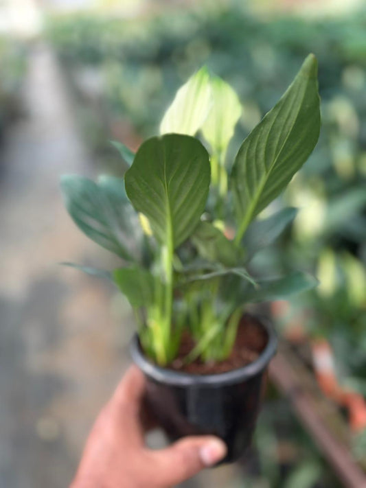PECELILLY NEW TYPE BUSHY POT flowering stage