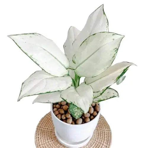 AGLONEMA SUPER WHITE 5" POT