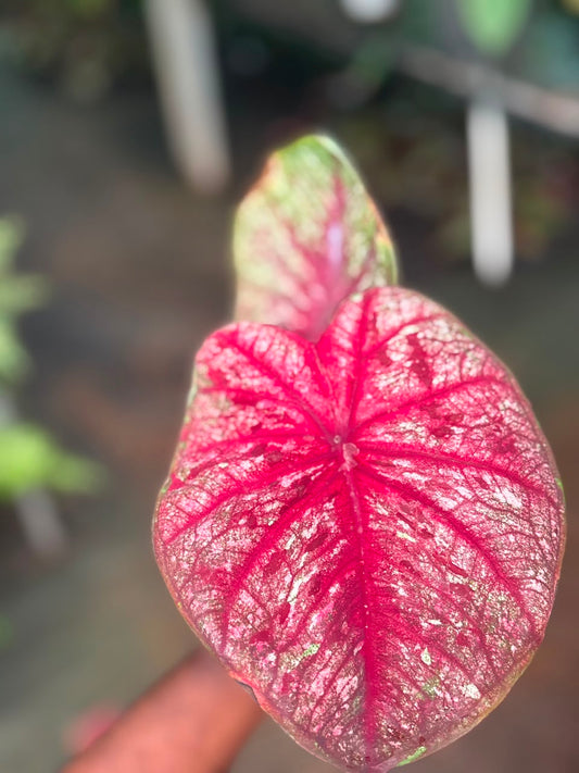imported Thai Dwarf Caladium bulb propagated matured plant in 3" pot no 1