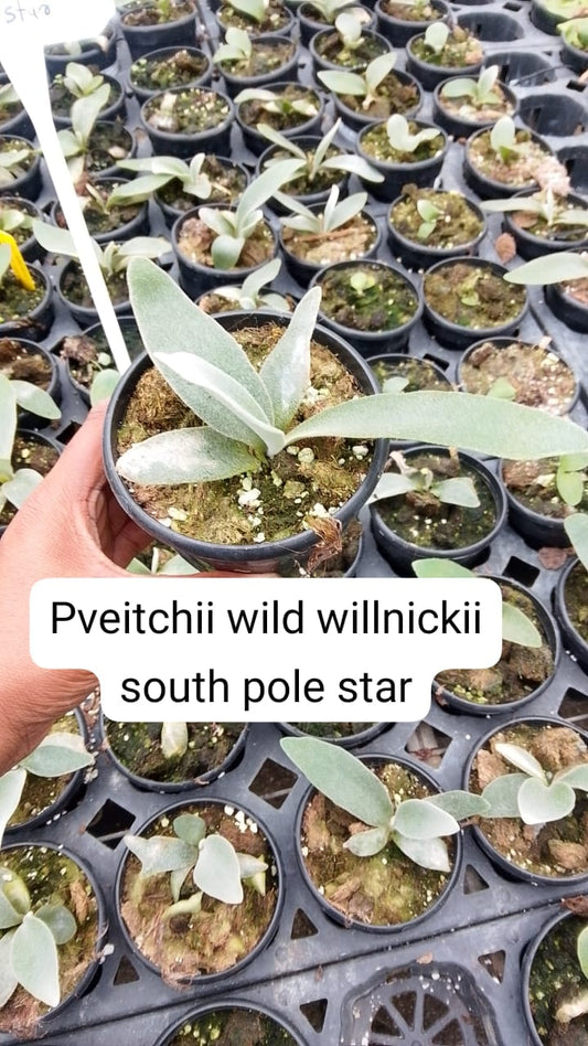 PLATYCERUM P.Veitchii wild xWillinckii South Pole Star in 3" Pot