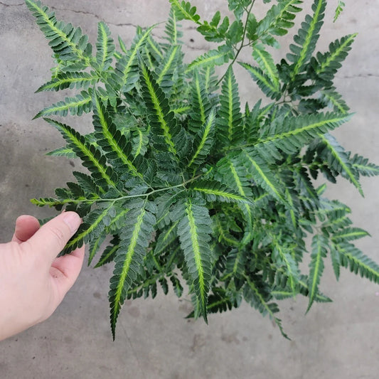 ARACHINIODES SIMPLICIOR FERN IN JIFFY BAG