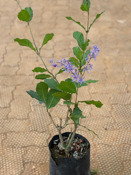 matured Petria blue (in nursery bag)