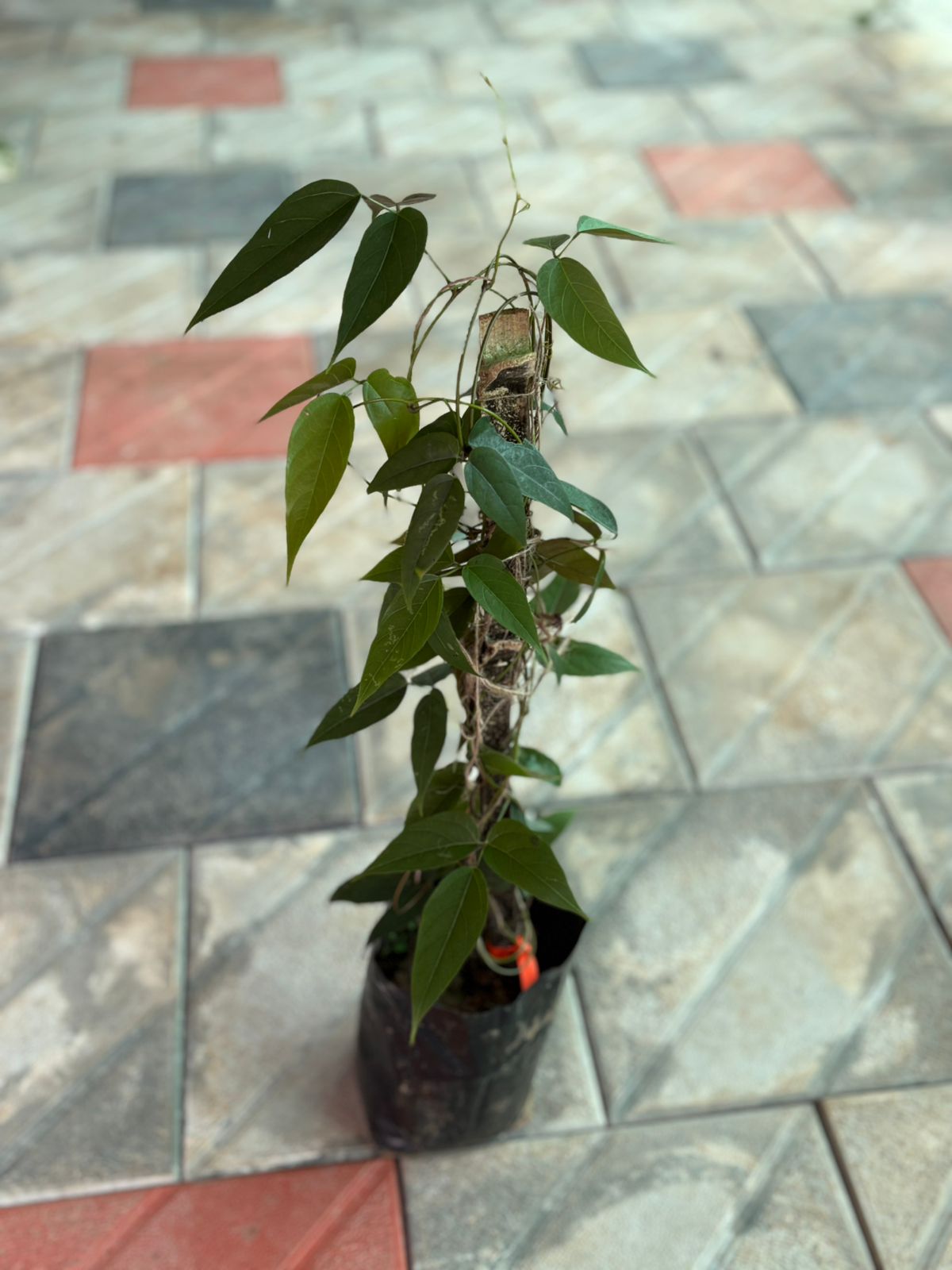 jade plant cost in india RED Jade Vine (Well rooted Plant) in poly bag – pazhassigarden
