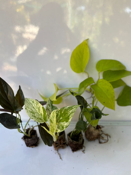 4 POTHOS /MONEY PLANTS SUPER COMBO 249/- IN NET POTS/JIFFY BAG