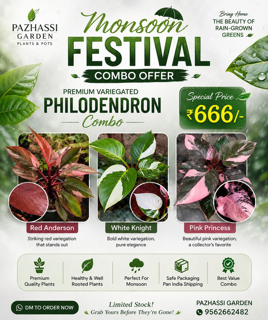 varigated Philodendron mansoon Combo-3 PLANTS -666