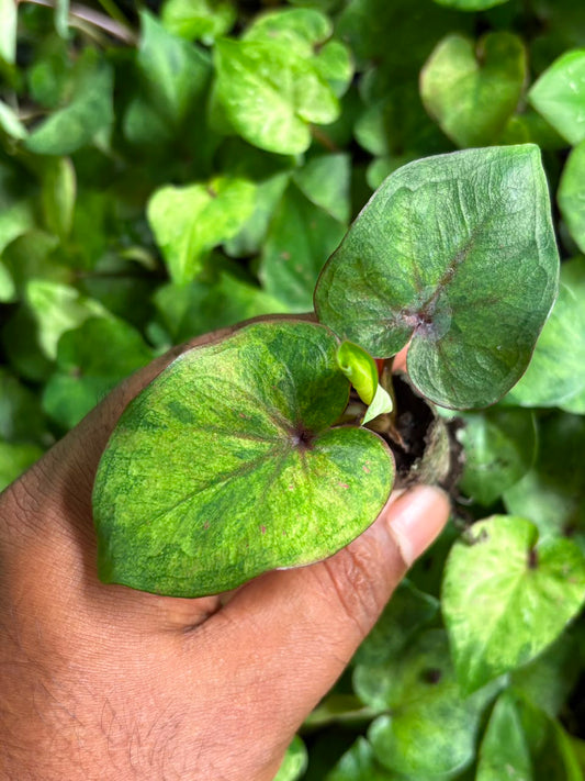 Thai Dwarf Caladium  MONENARA Sprouted Bulb in paper bag