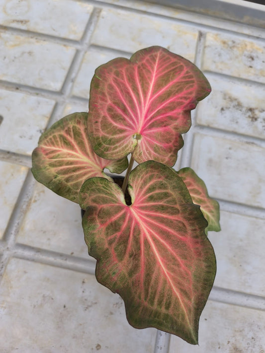 Caladium Moscato in Jiffy bag