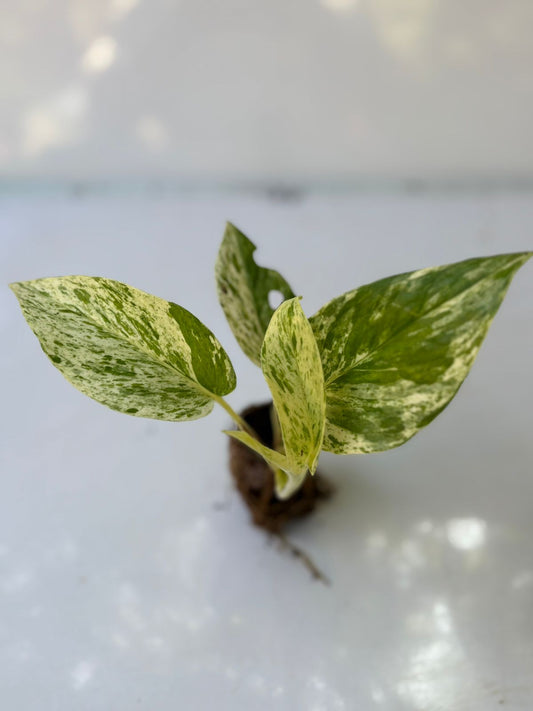 MARBLE QUEEN POTHOS ( MONEY PLANT ) IN NET POT