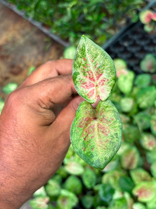 Thai Dwarf Caladium  CLONE NO 11 Sprouted Bulb in paper bag