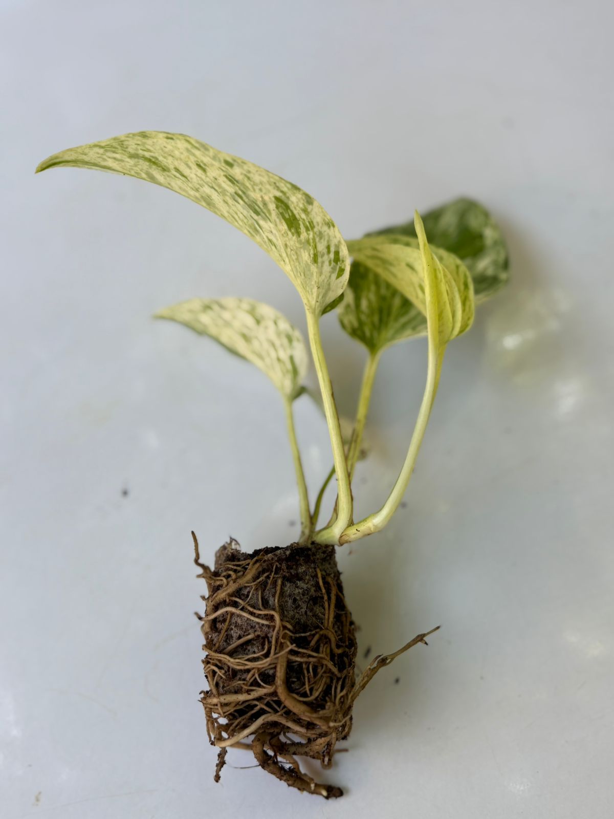 net for money plant MARBLE QUEEN POTHOS ( MONEY PLANT ) IN NET POT – pazhassigarden