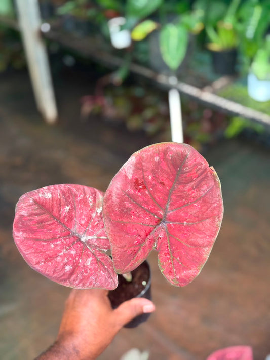 imported Thai Dwarf Caladium bulb propagated matured plant in 3" pot no 12