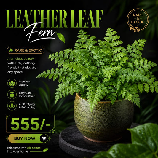 LEATHER LEF  FERN IN 3" POT IMPORTED PLANT 555/-