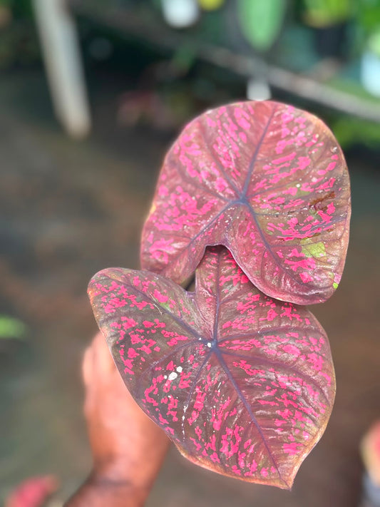 Imported Thai Dwarf Caladium CLM 04, One bulb propagated matured plant in 3" pot