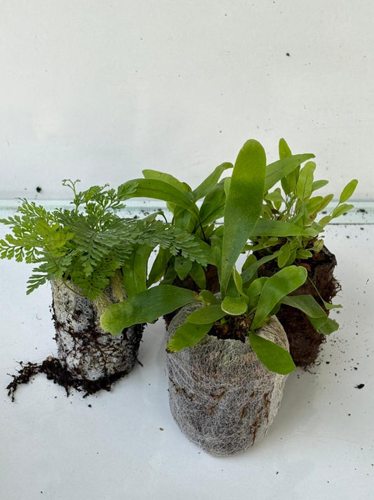 4 RARE FERN COMBO 444/-  IN JIFFY BAG