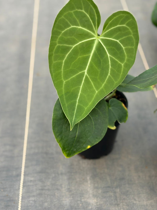 FOLIAGE ANTHURIUM ACE OF SPADE HYBRID ( CROSS)  IN POT