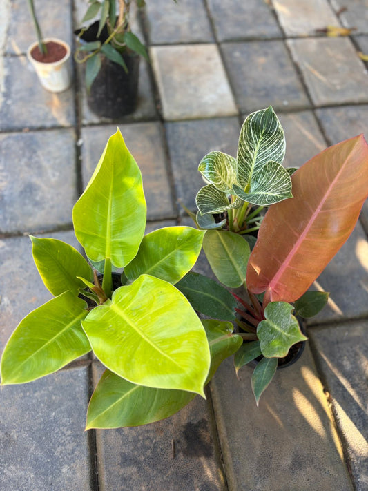 COMBO OF 3 MATURED  PHILODENDRONS 840/- BIRKIN,MOON SHINE,ORANGE SPLENDOR IN POT