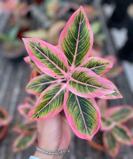 AGLONIMA LOTUS DELIGHT  5-8 CM PLANT IN NET POT