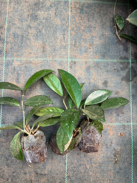 PACK OF 3 HOYA CARNOSA PINK 315 /- IN JIFFY BAG