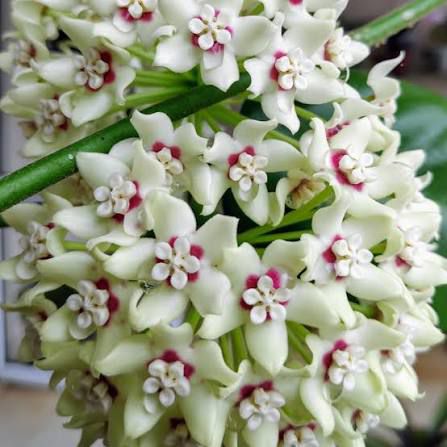 PACK OF 3 HOYA AUSTRALIS 310 /- IN JIFFY BAG