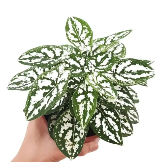 4 Thai Dwarf white  Caladium sapling in net pot