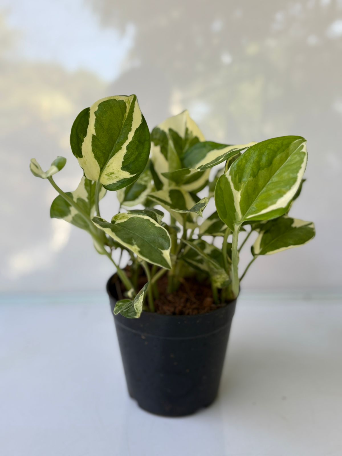Potted plant with variegated leaves on a light background